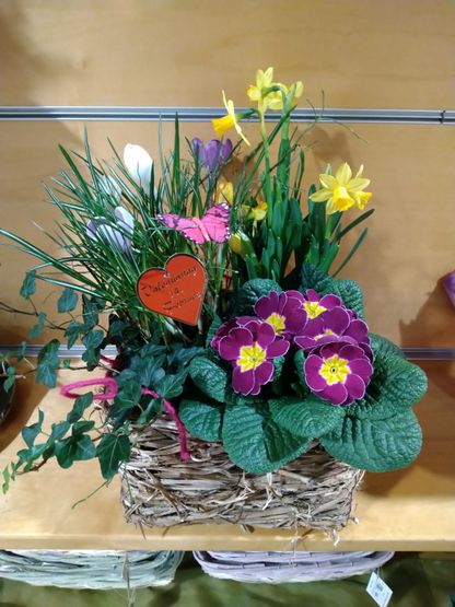 Frühjahrsblumen | Gärtnerei Pleitner