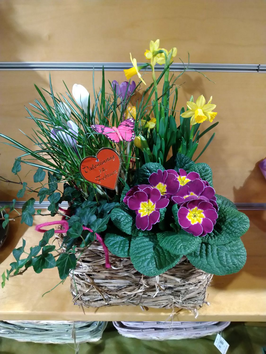 Frühjahrsblumen | Gärtnerei Pleitner