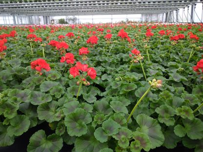 Beet- & Balkonpflanzen | Pleitner Hallein