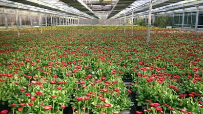 Frühjahrsblumen | Gärtnerei Pleitner