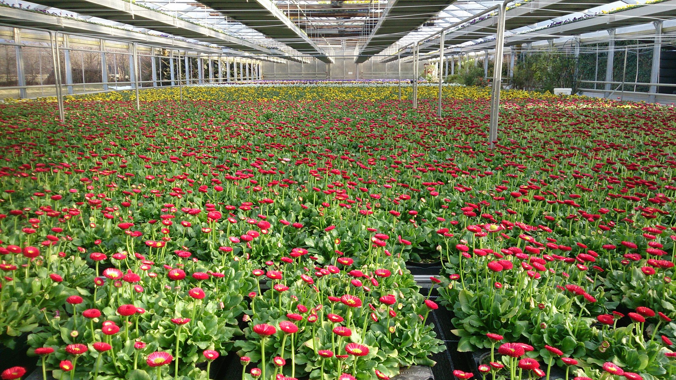 Frühjahrsblumen | Gärtnerei Pleitner