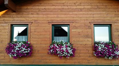 Beet- & Balkonpflanzen | Pleitner Hallein