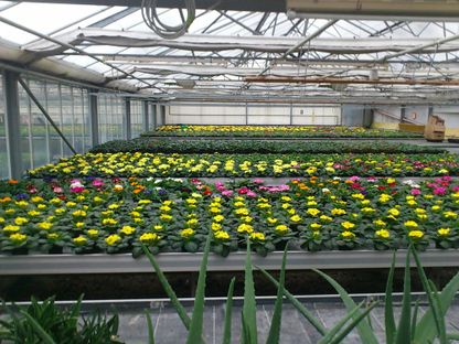 Frühjahrsblumen | Gärtnerei Pleitner
