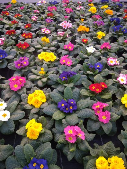 Frühjahrsblumen | Gärtnerei Pleitner