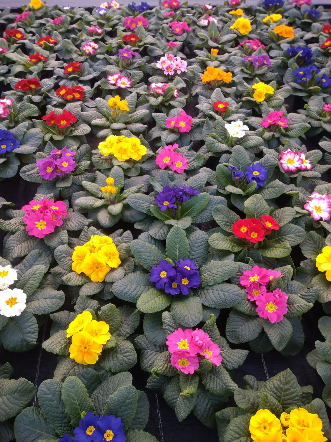 Frühjahrsblumen | Gärtnerei Pleitner