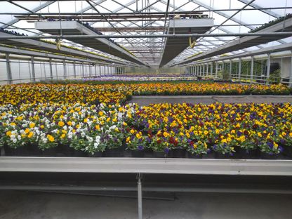 Frühjahrsblumen | Gärtnerei Pleitner