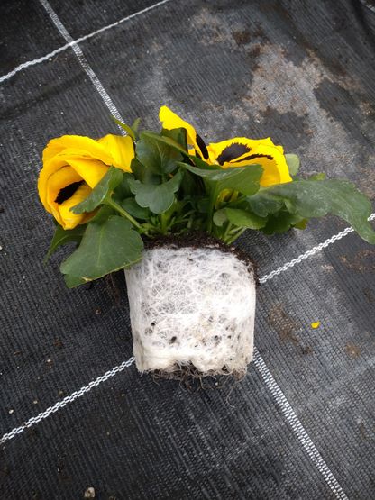 Frühjahrsblumen | Gärtnerei Pleitner